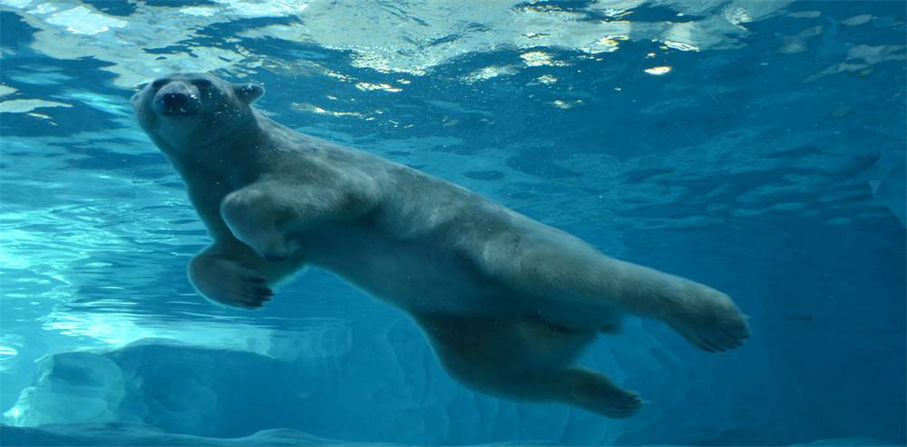 Polar Horizon