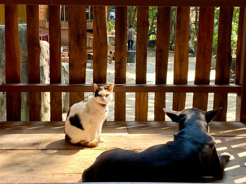 บ้านธารชีวี Tarnchevee :: แม่แมะ เชียงดาว เชียงใหม่