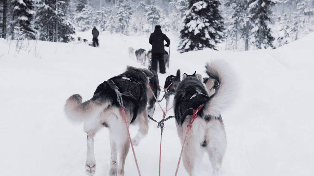 Dog sledding in Finland
