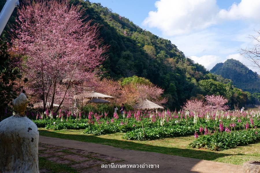 สถานีเกษตรหลวงอ่างขาง ดอยอ่างขาง เชียงใหม่