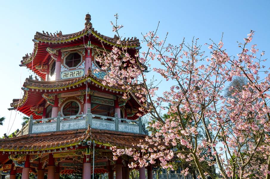 tips for cherry blossoms season in china