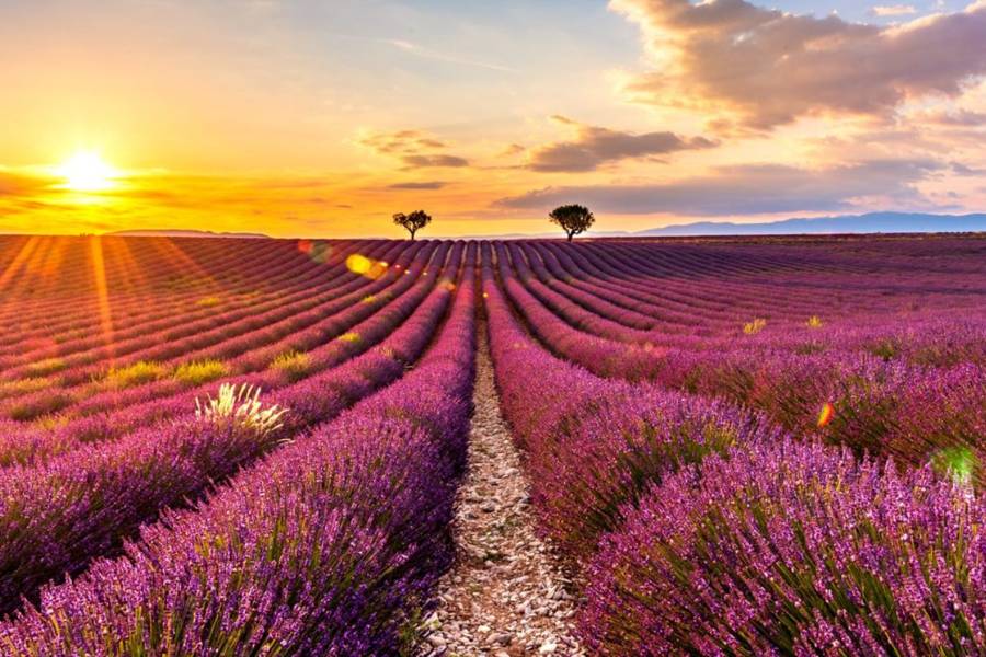 Cánh đồng lavender tím trải dài bất tận -một khung cảnh đặc trưng của miền Nam nước Pháp