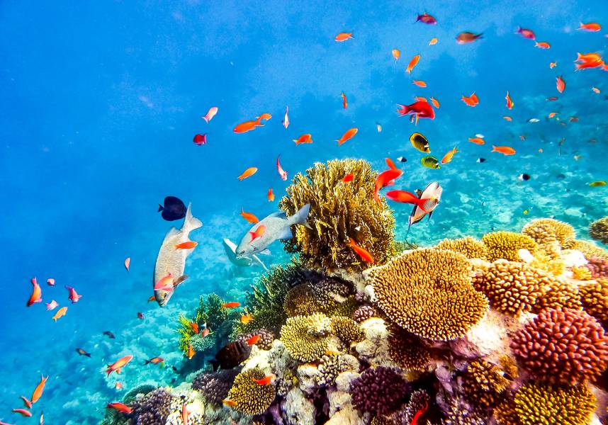Red Sea