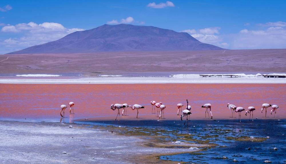 Laguna Colorada