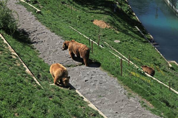 Bear Park