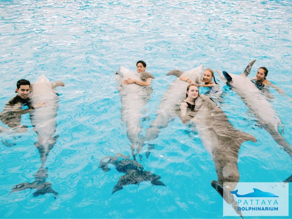 คุณสามารถเดินทางมาชมโชว์โลมาพัทยา ยัง พัทยา ดอลฟินาเรียม (Pattaya Dolphinarium) ได้หลายวิธี