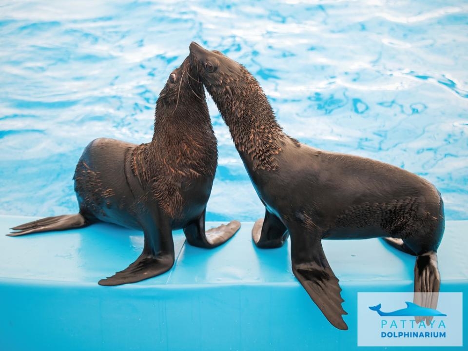 พัทยา ดอลฟินาเรียม (Pattaya Dolphinarium) เปิดให้บริการทุกวัน ตั้งแต่เวลา 10:00-19:00 น.