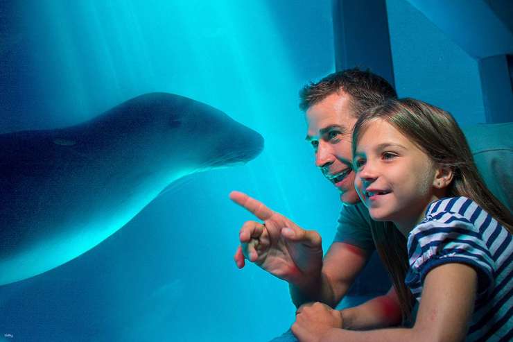 海洋生物阳光海岸水族馆 门票 | 昆士兰