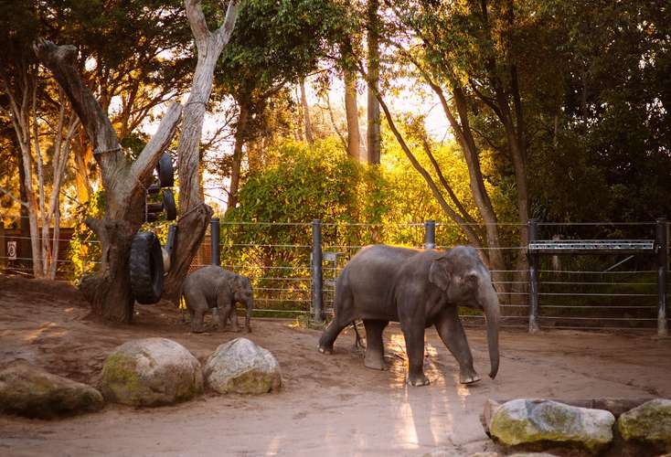 メルボルン動物園のチケット 3