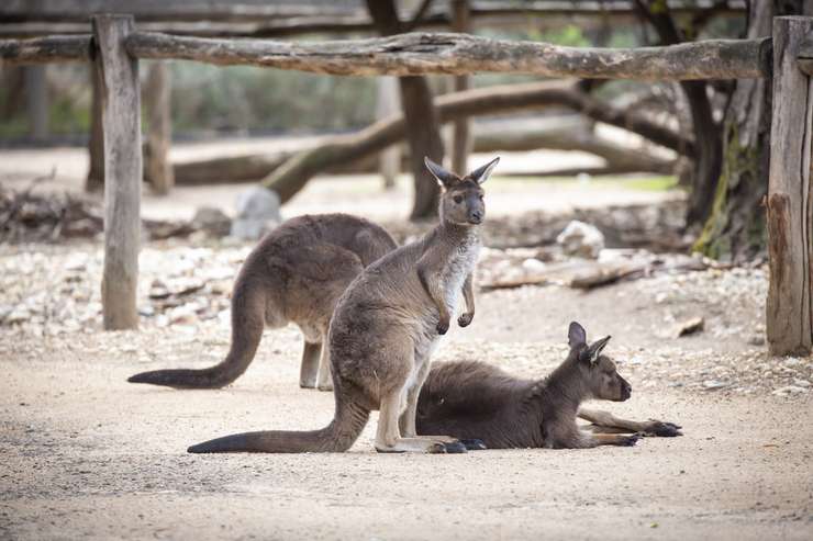 Melbourne Zoo Tickets 3