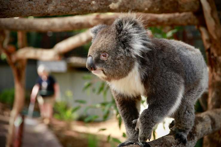 メルボルン動物園のチケット 1