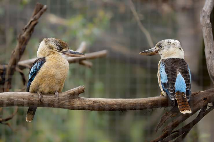 Melbourne Zoo Tickets 2
