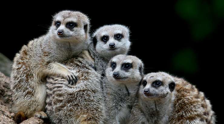 Melbourne Zoo Tickets