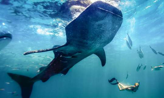 Oslob Whale Shark Watching 1-Day Join-In Tour (from Cebu)