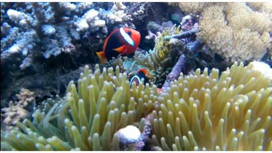 3 Points Snorkeling & Lembongan Tour, 1.553.946 VND