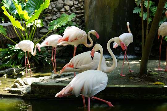Penang Bird Park Tickets