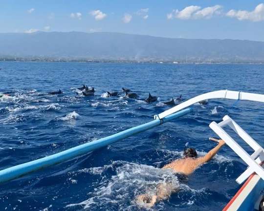 Swim With Dolphins in Lovina By Bali Best Adventure, 4,845円