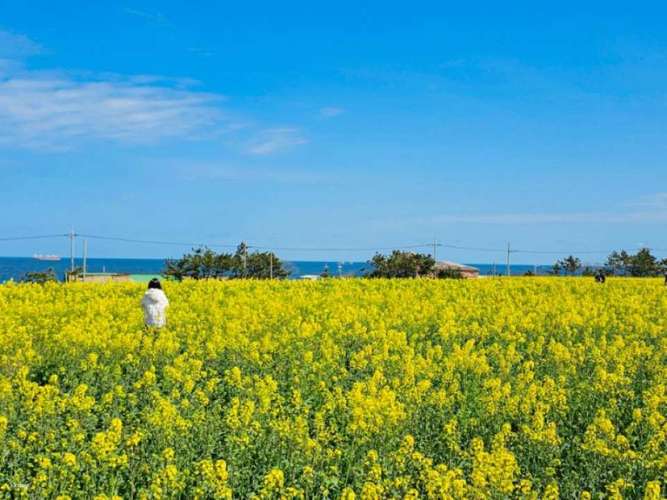 浦項日帰りツアー｜湖水公園周辺の宇宙散歩、九龍浦の日本家屋の道、虎尾岬（釜山発） 2