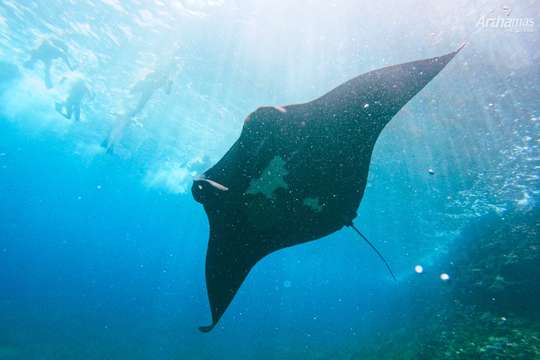Manta Snorkeling with Lunch at Nusa Lembongan, 543.962 VND
