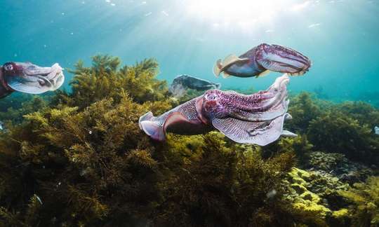 Swim with Cuttlefish 3 Day Tour From Adelaide, USD 1,390.41