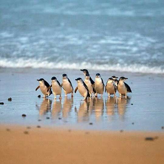 Phillip Island: 3 Parks Pass, THB 1,372.89