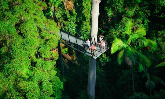 Tamborine Mountain Rainforest Skywalk Tickets