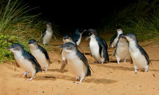 Melbourne City Discovery Tour with Penguin Parade, Rp 2.283.013