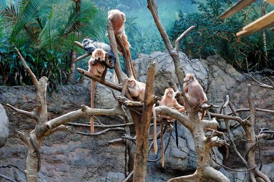 Bronx Zoo, Rp 784.991