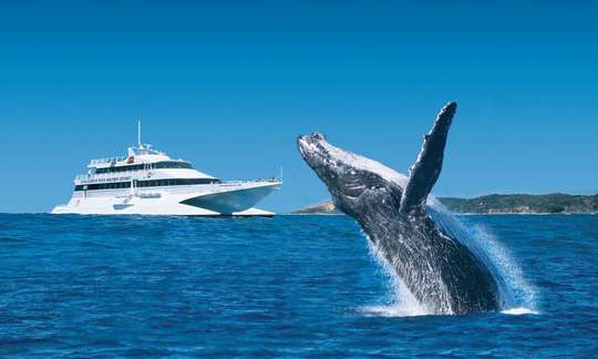 Moreton Island Whale Watching & Dolphin Feeding - Full Day