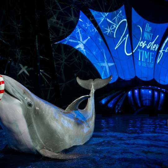 Georgia Aquarium: Fast Track Ticket, RM 228
