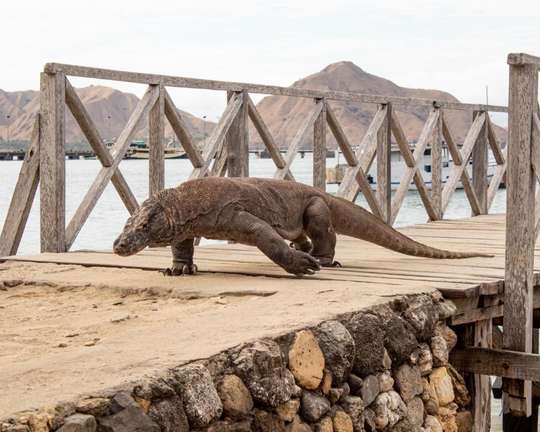 Full Day Sharing Trip - KOMODO ISLAND HOPPING 6 DESTINATIONS, 1.958.756 VND