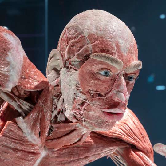 BODY WORLDS Berlin