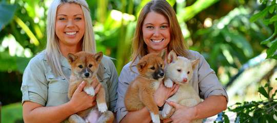 Australia Zoo Entry with Sunshine Coast Hotel Transfers
