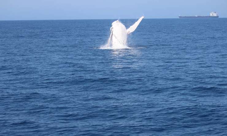 Small Group Whale Watching Tour from Mooloolaba 1