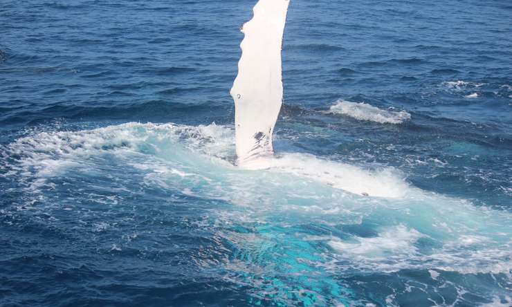 Small Group Whale Watching Tour from Mooloolaba 2