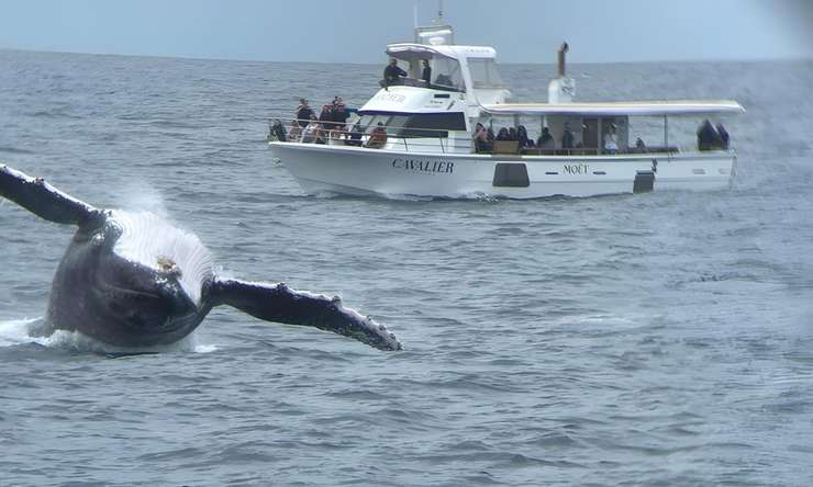 Small Group Whale Watching Tour from Mooloolaba 3
