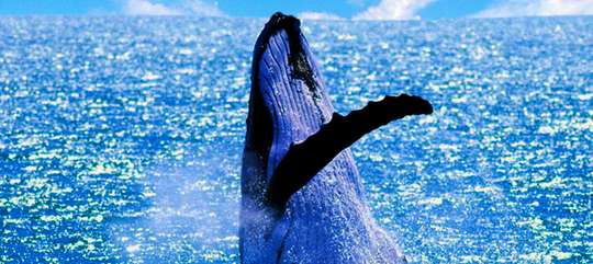 Small Group Whale Watching Tour from Mooloolaba