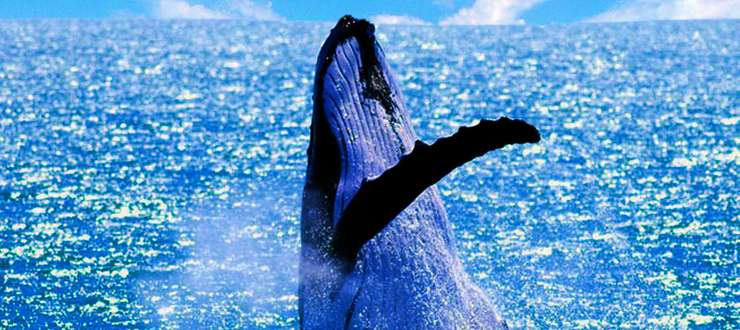 Small Group Whale Watching Tour from Mooloolaba