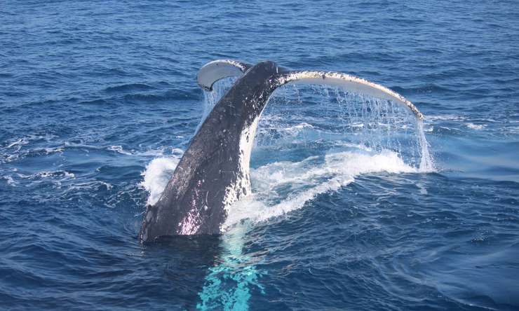 Small Group Whale Watching Tour from Mooloolaba 3
