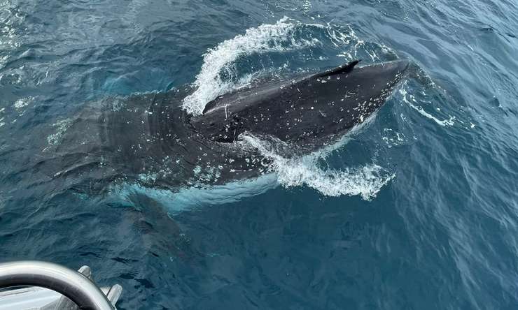Small Group Whale Watching Tour from Mooloolaba 1