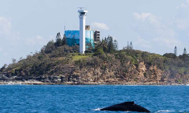 Small Group Whale Watching Tour from Mooloolaba 2