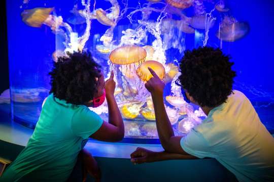 Skip The Line Ticket - Aquarium of the Pacific