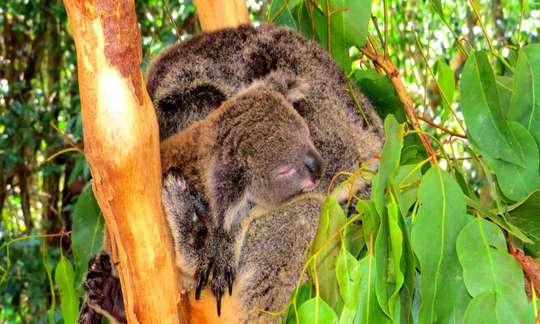 Hartley's Crocodile Adventures Breakfast with Koalas