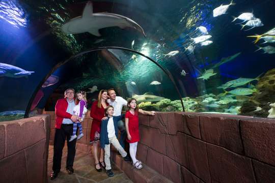 SEA LIFE Hannover Aquarium Ticket, 495.631 VND
