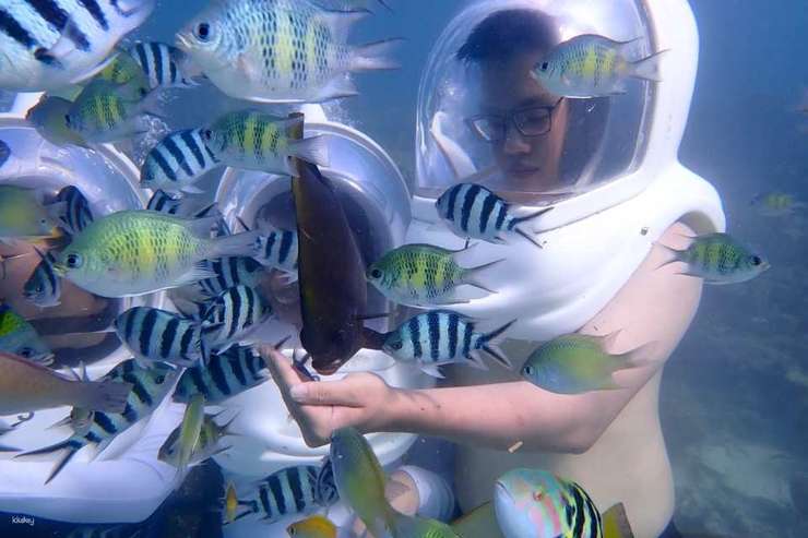 センポルナの水中写真サービス付きシーウォーキング体験 |サバ州