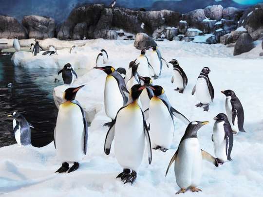 Zoo Aquarium Madrid skip-the-line tickets, 40,363원