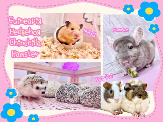 Harajuku Kawaii Land Kyun-Kyun