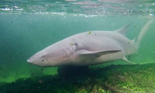 Reef Shark Snorkel + Entry Pass