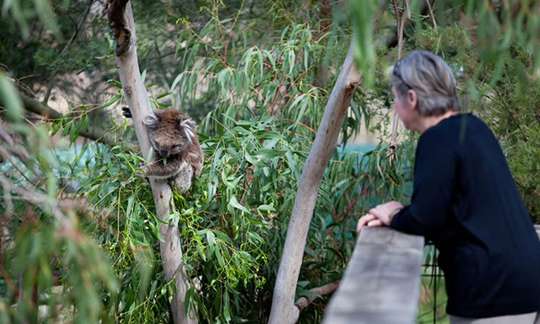 Phillip Island Koala Conservation Reserve Entry, THB 410.23