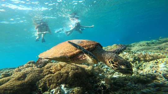Private Snorkeling 2 Hours, THB 1,510.50